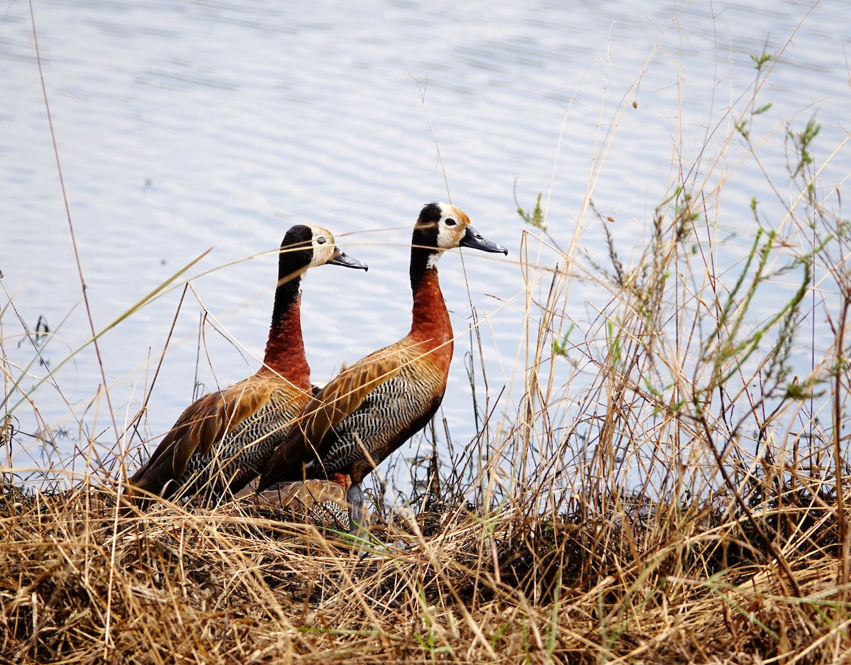 Dendrocigna facciabianca - ML646782008