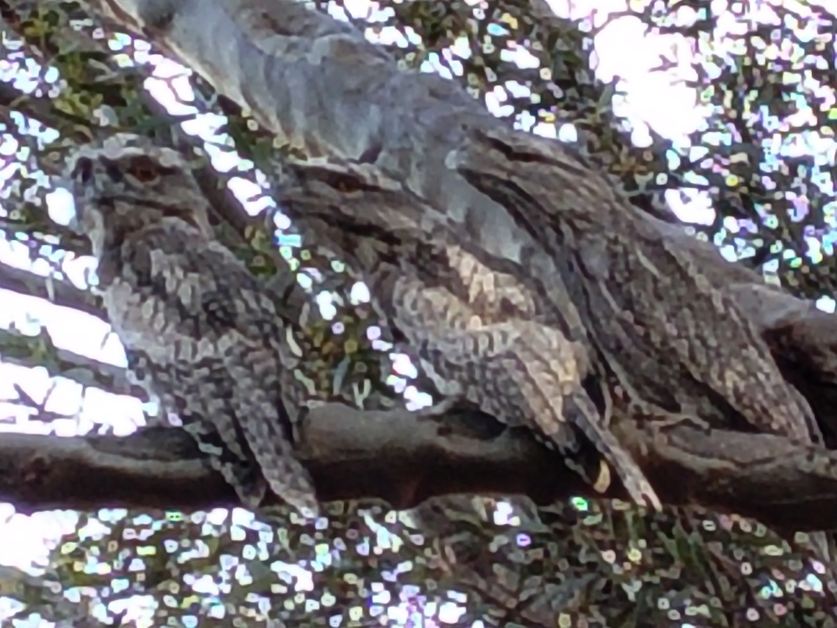 Tawny Frogmouth - ML646782009