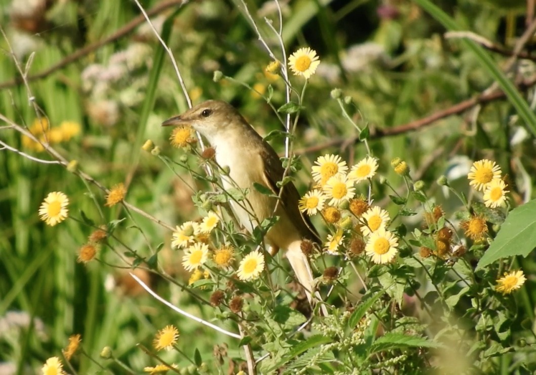 Дроздовидная камышевка - ML646782011