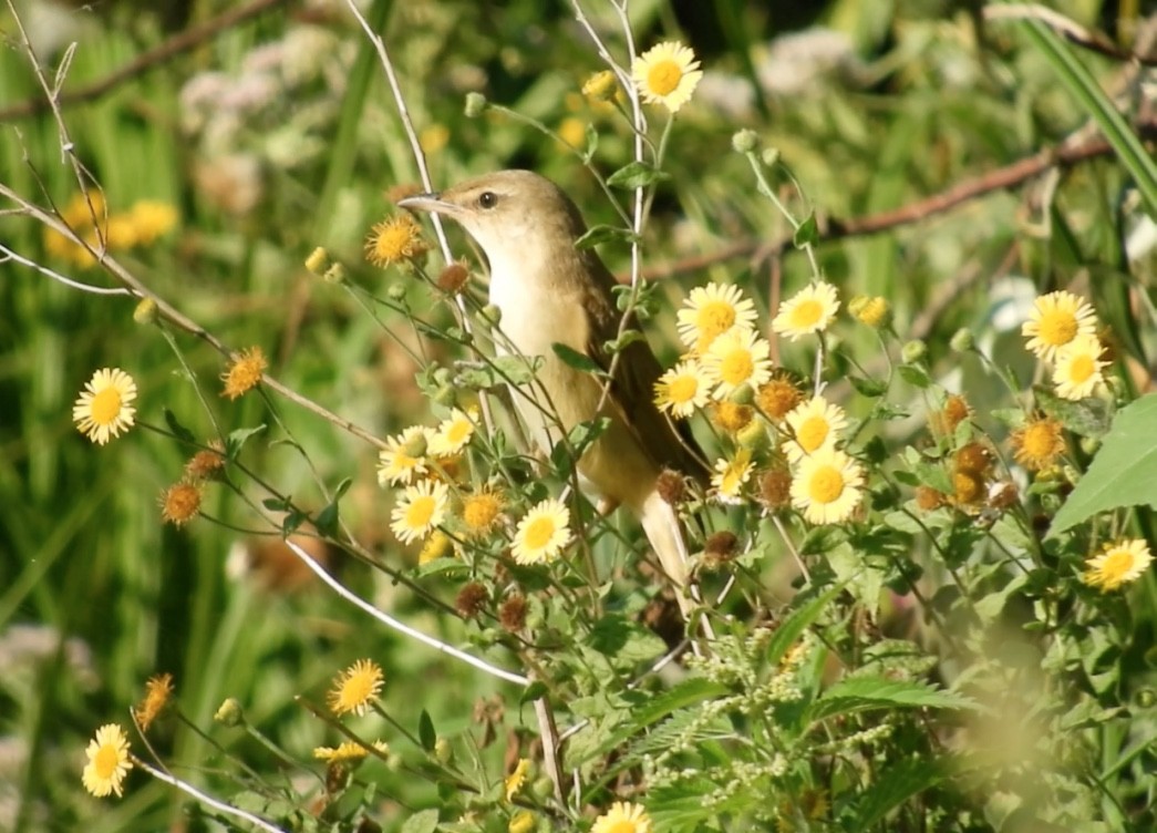 Дроздовидная камышевка - ML646782013