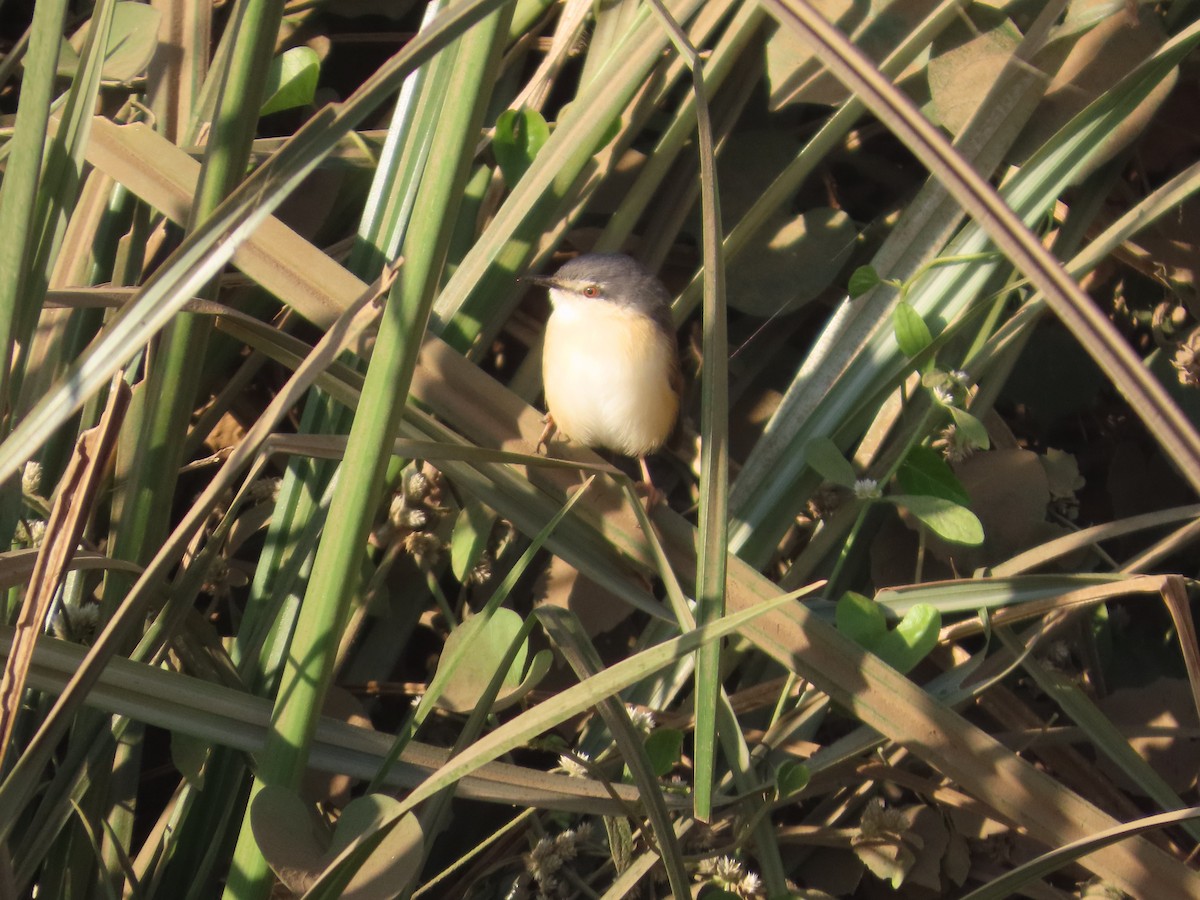 Ashy Prinia - ML646782014
