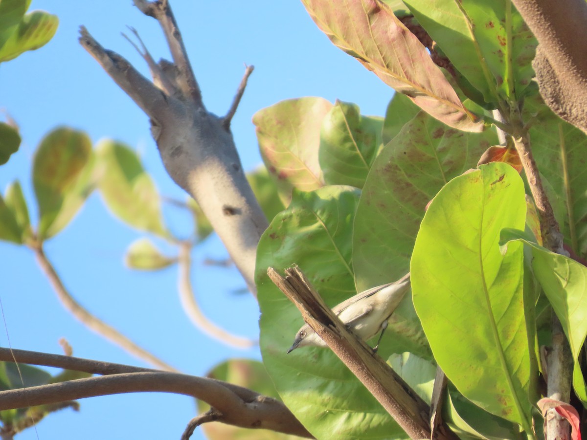 Lesser Whitethroat - ML646782015