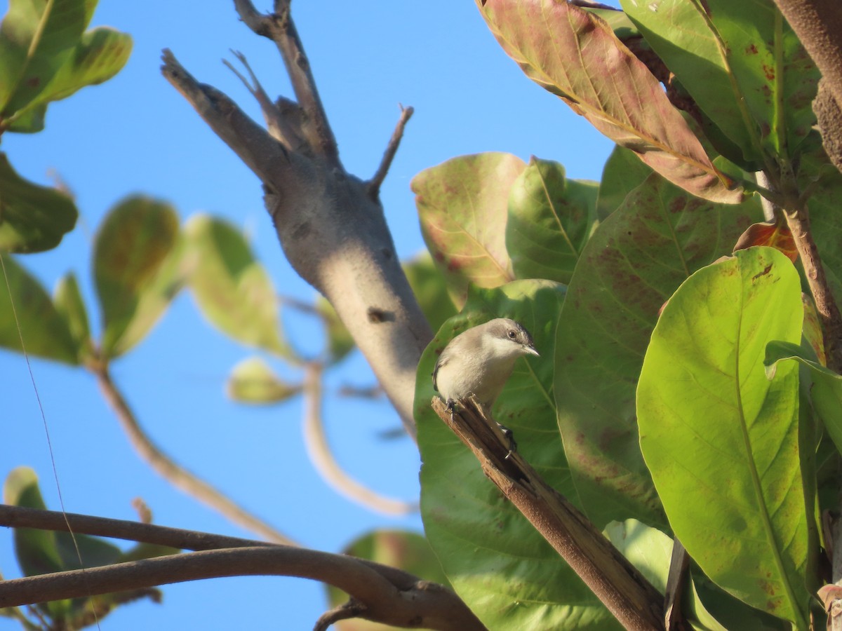 Lesser Whitethroat - ML646782019