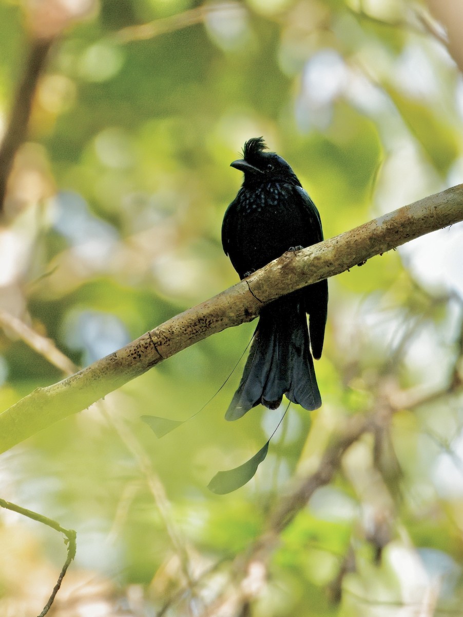 Greater Racket-tailed Drongo - ML646782021