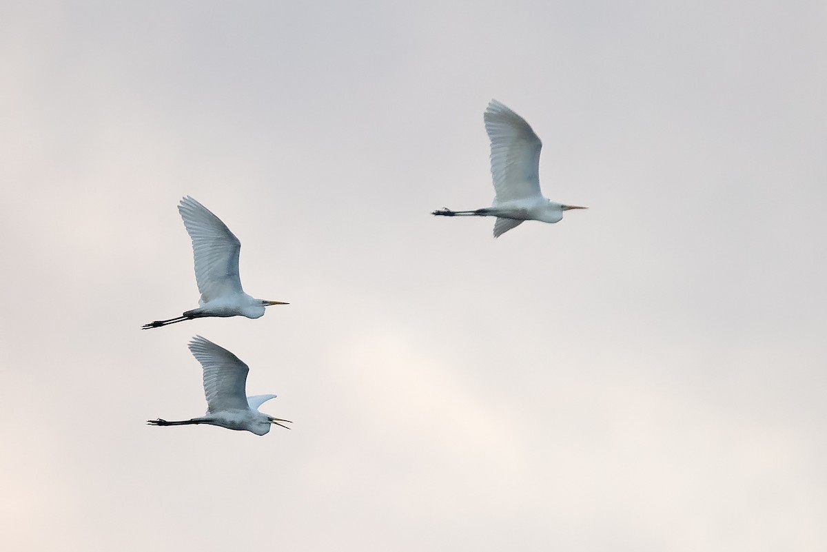 Airone bianco maggiore - ML646782022