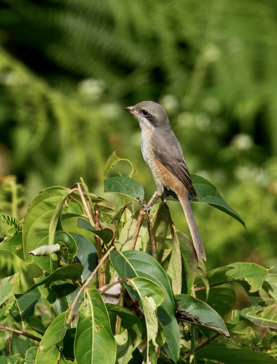 Тибетский сорокопут - ML646782024