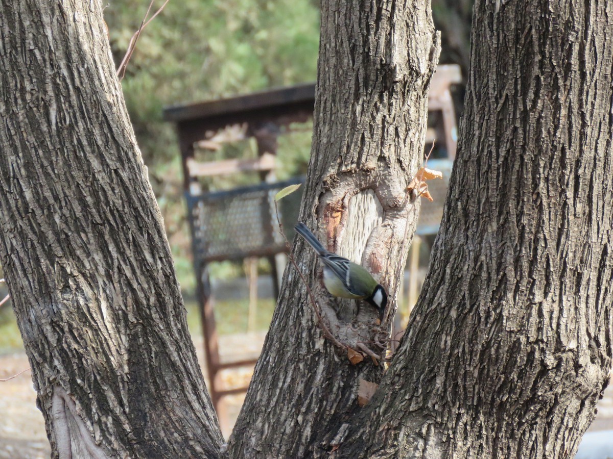 Great Tit - ML646782030