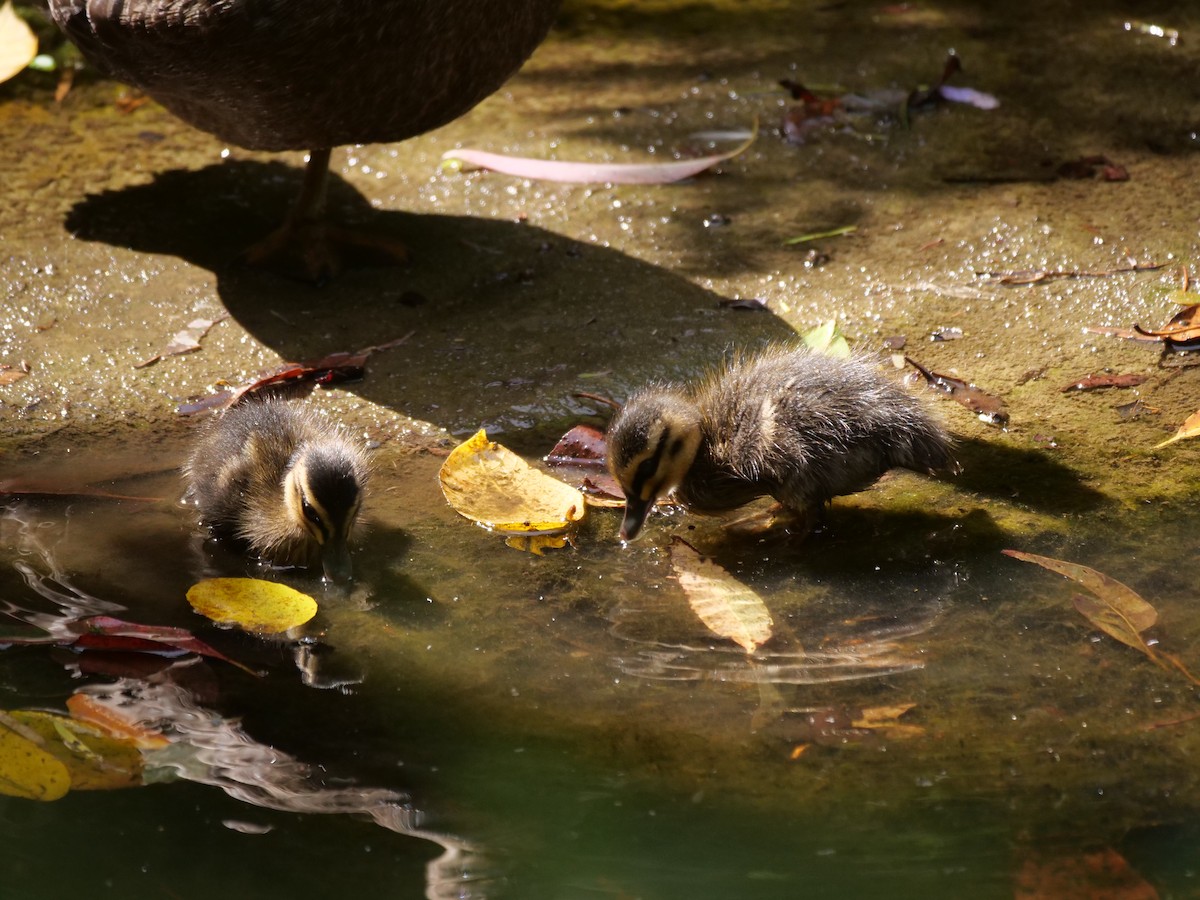 Pacific Black Duck - ML646782031
