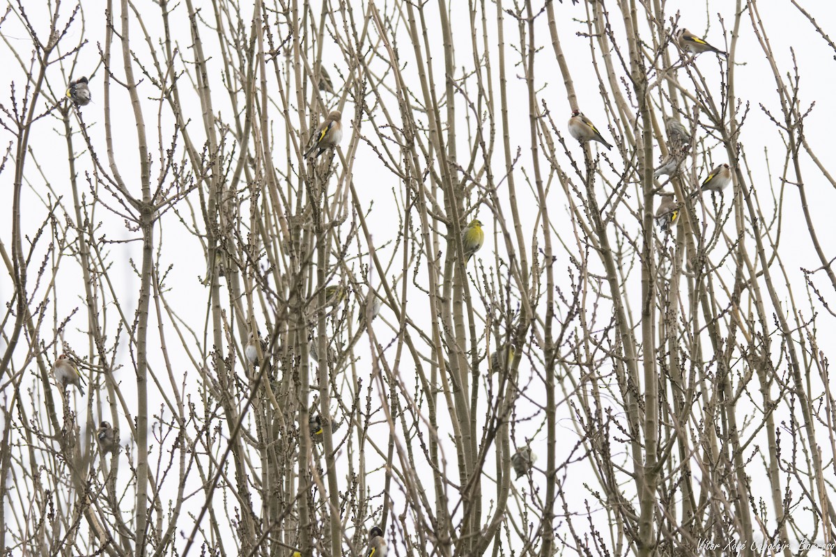 European Goldfinch - ML646782032