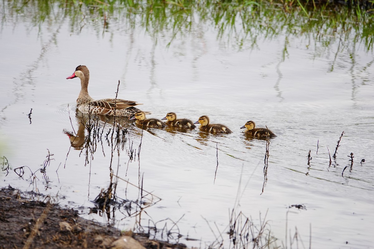 Red-billed Duck - ML646782034