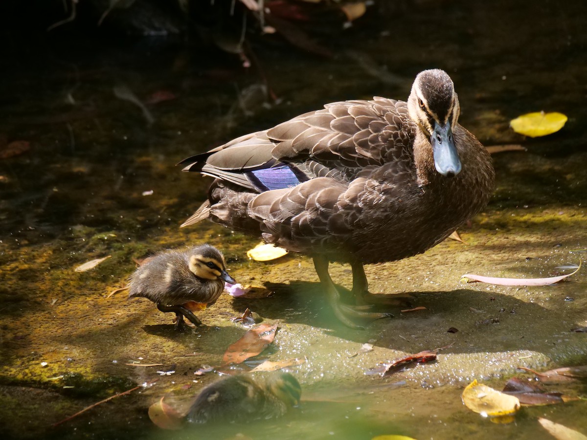 Pacific Black Duck - ML646782035