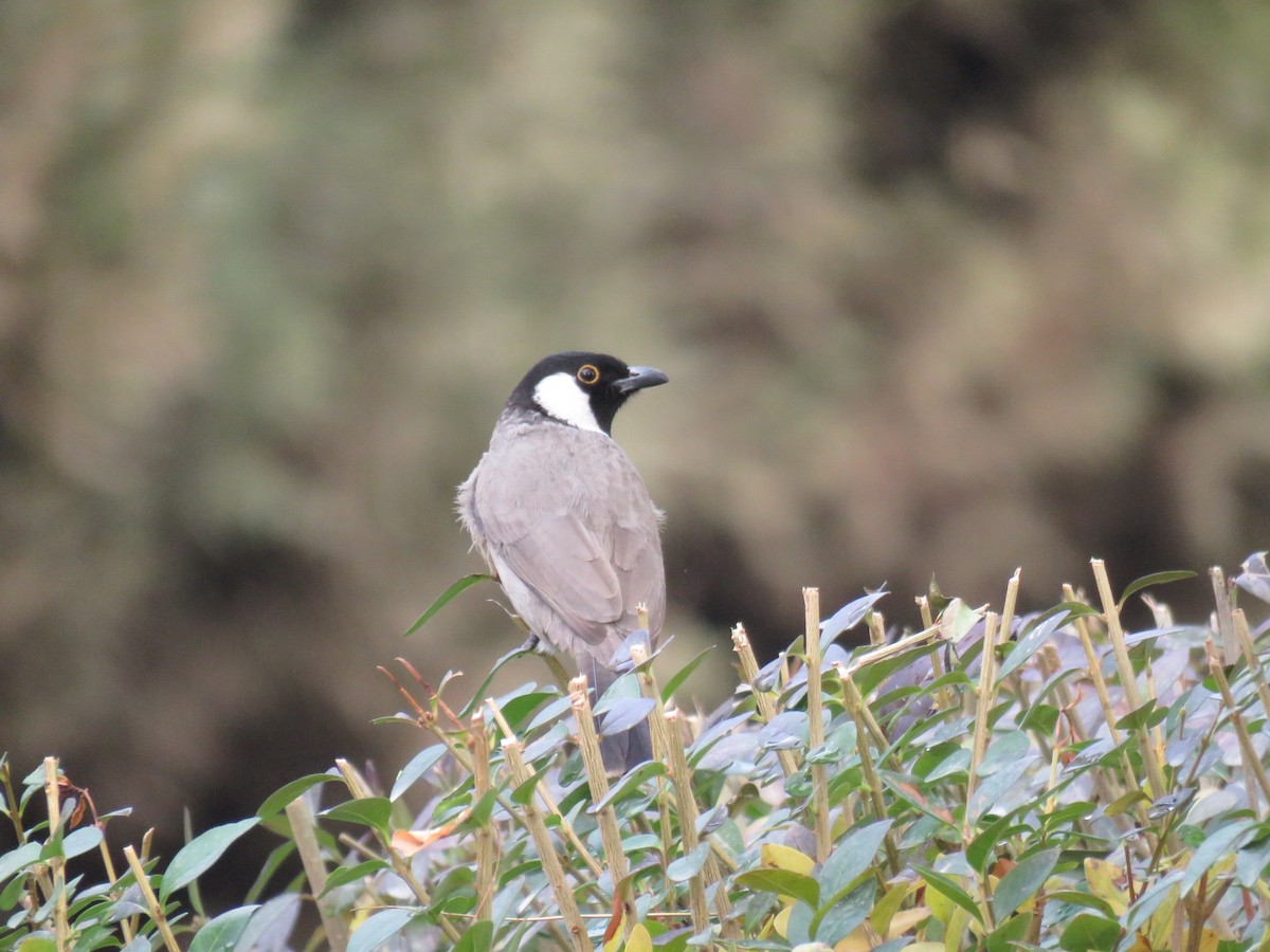White-eared Bulbul - ML646782036
