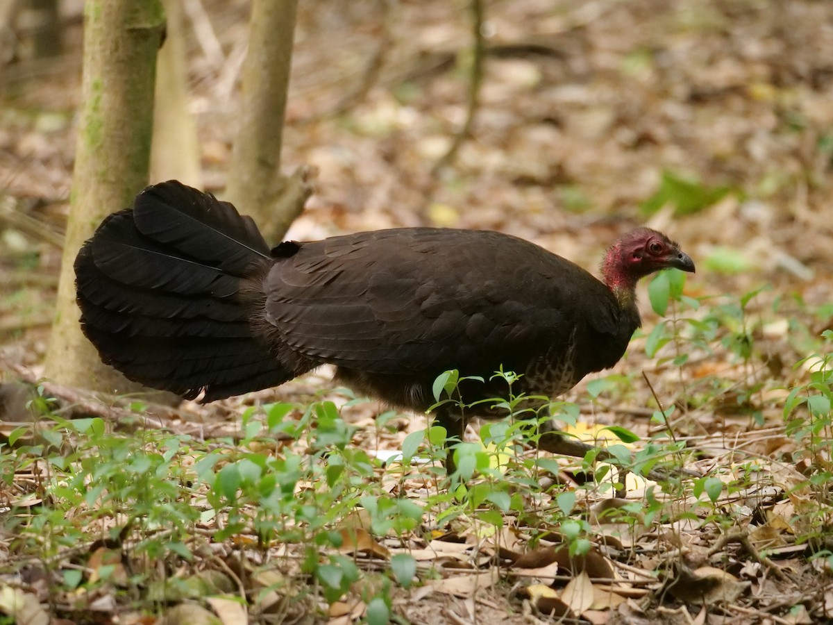 Australian Brushturkey - ML646782037