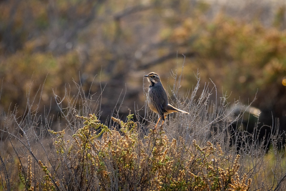 Варакушка - ML646782038