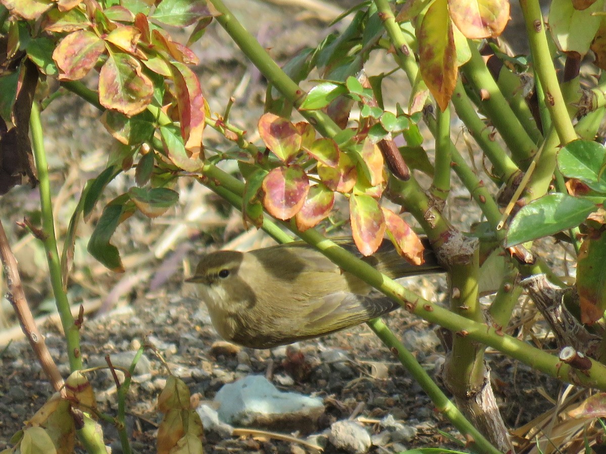 嘰喳柳鶯 - ML646782039