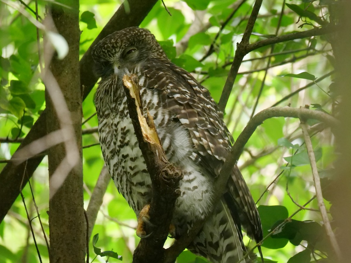 Powerful Owl - ML646782040