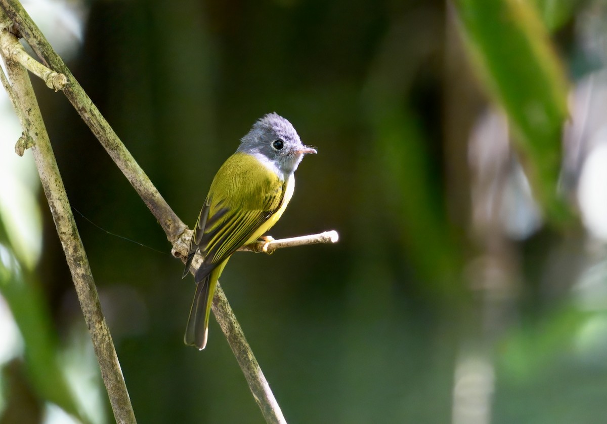 Gray-headed Canary-Flycatcher - ML646782041