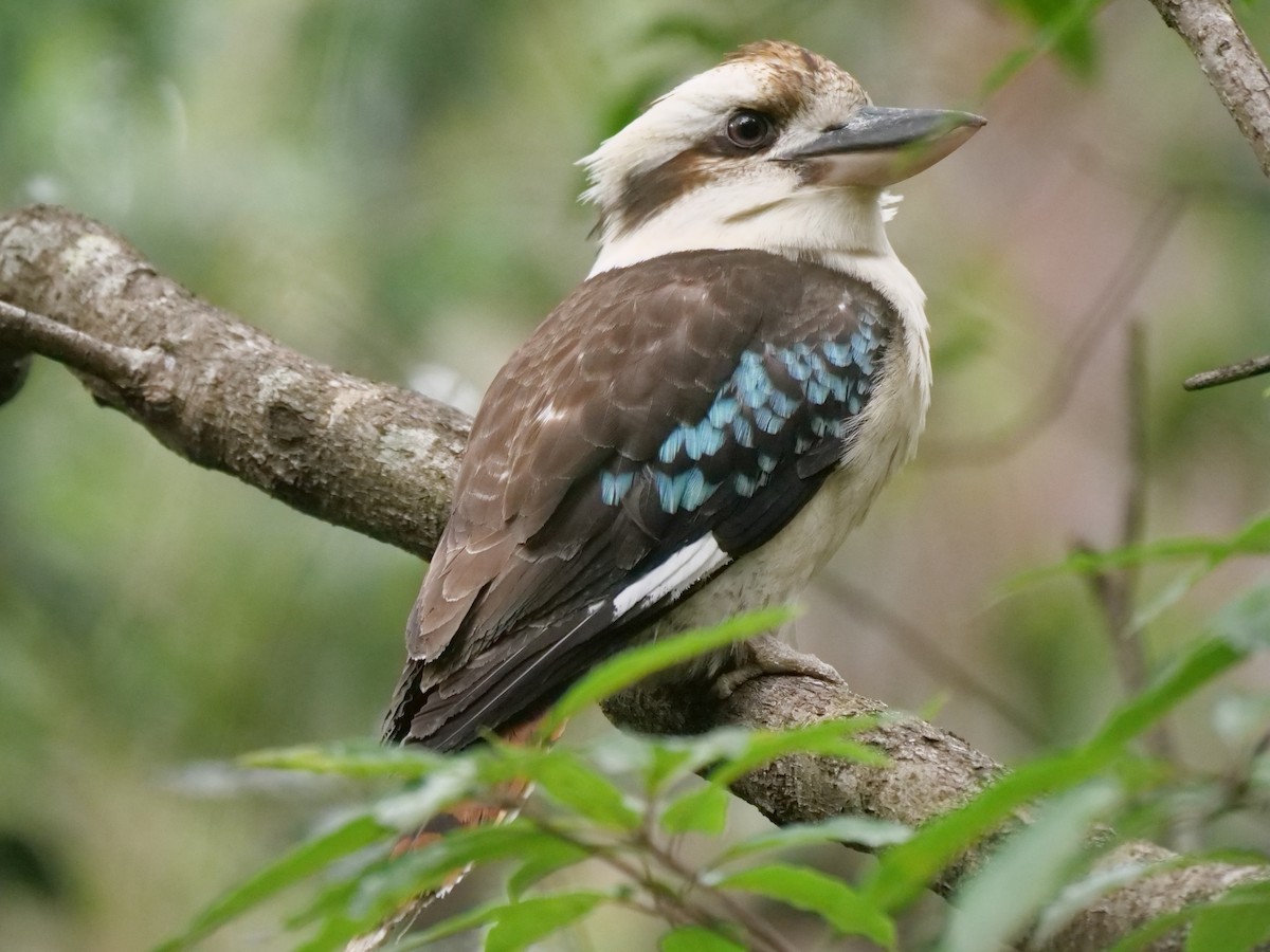 Laughing Kookaburra - ML646782042