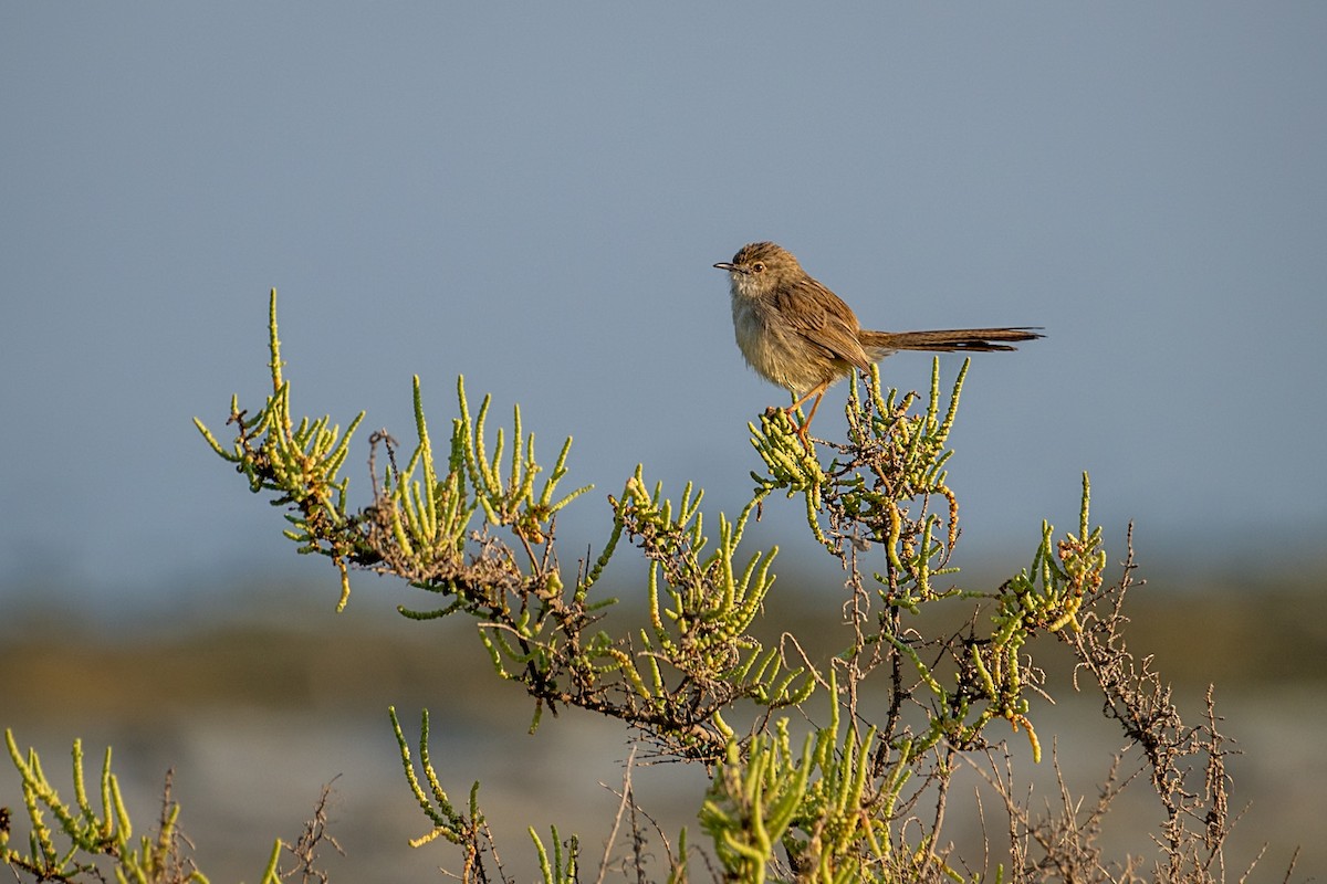 Delicate Prinia - ML646782043