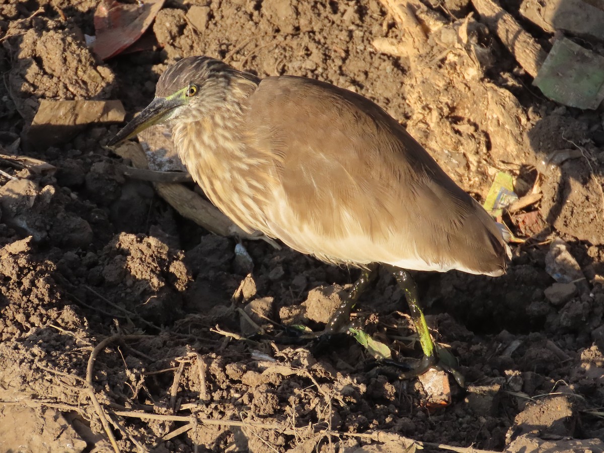 Indian Pond-Heron - ML646782045