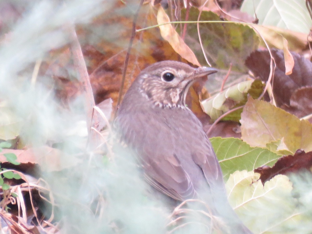 Song Thrush - ML646782048