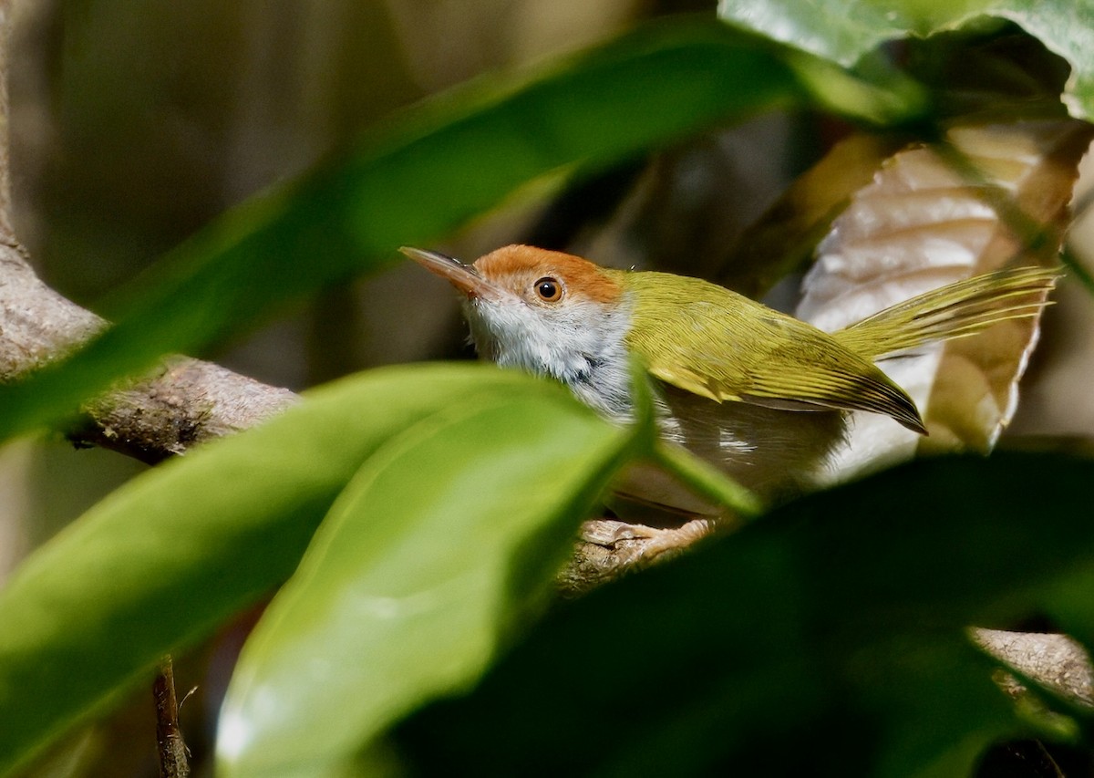 Dark-necked Tailorbird - ML646782049
