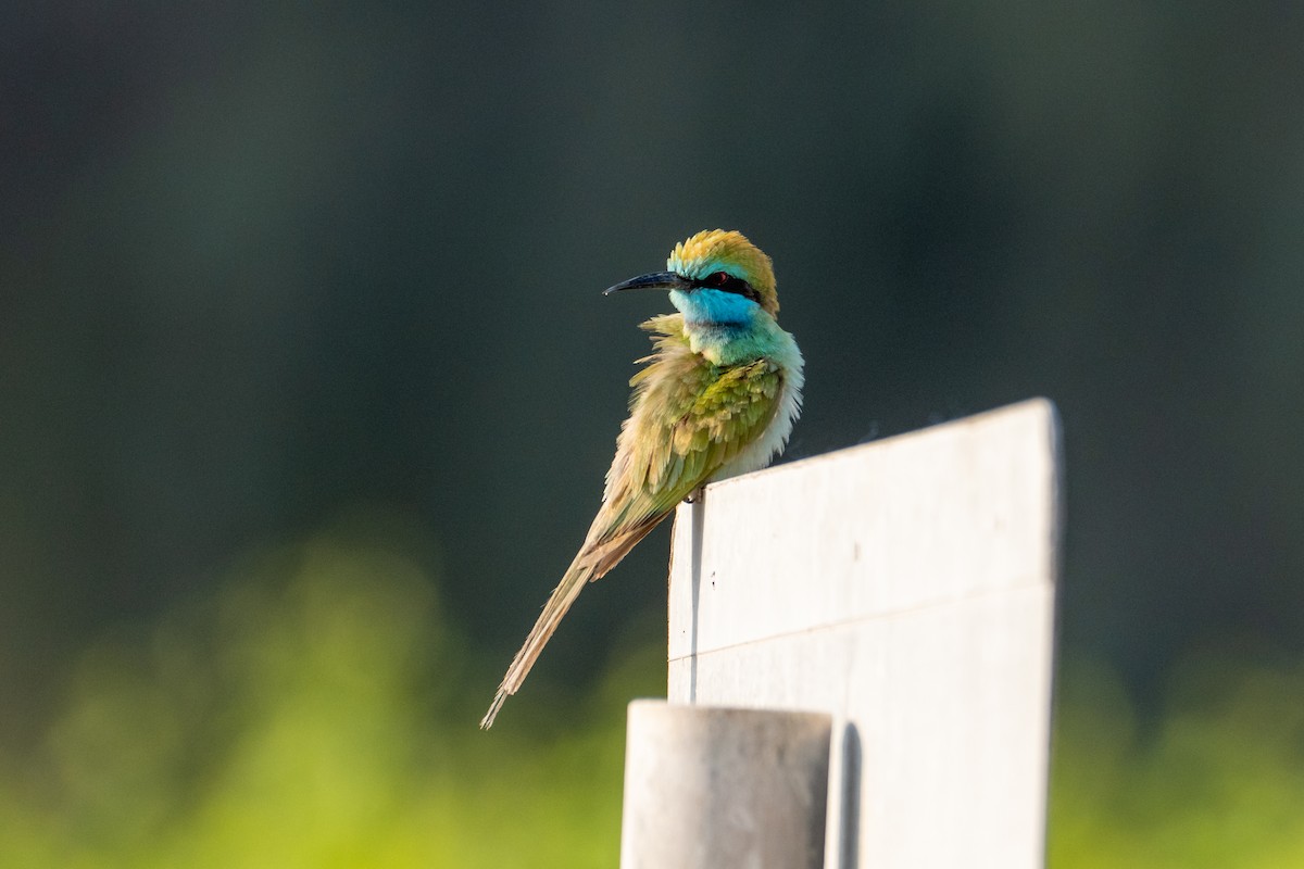 Arabian Green Bee-eater - ML646782050