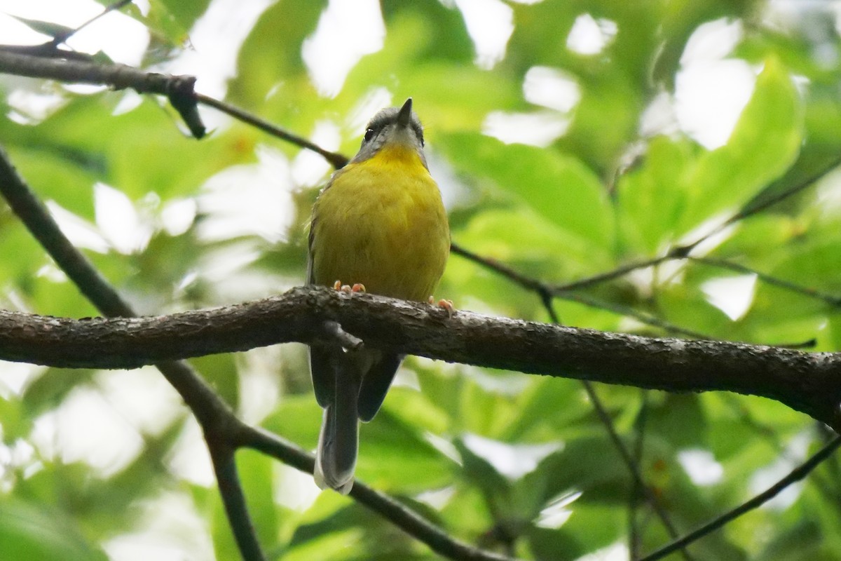 Eastern Yellow Robin - ML646782051