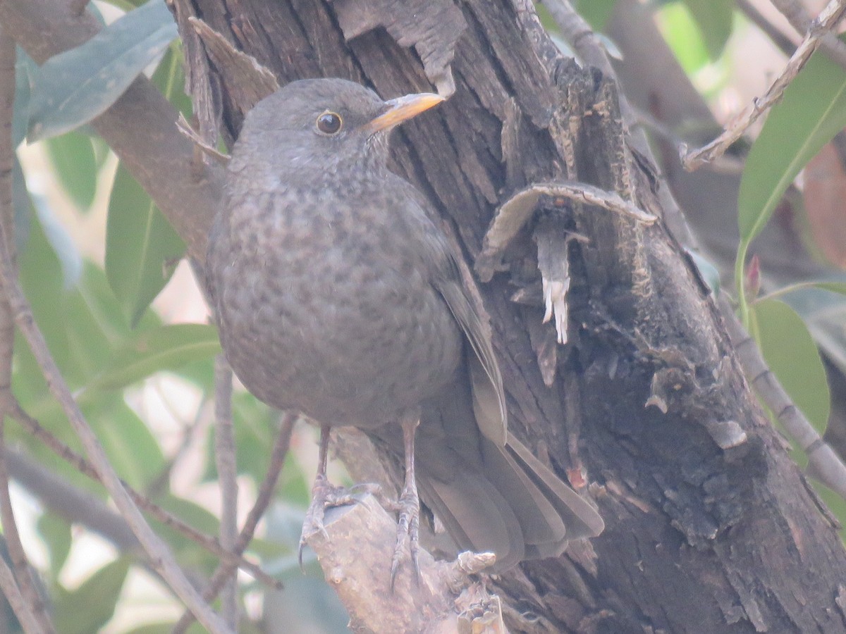 Eurasian Blackbird - ML646782055
