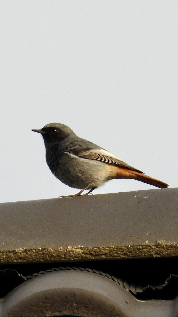 Black Redstart - ML646782056