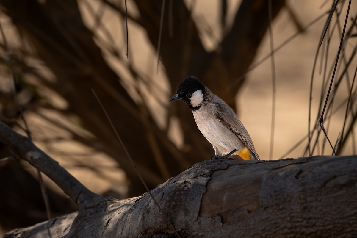 Белоухий бюльбюль - ML646782057