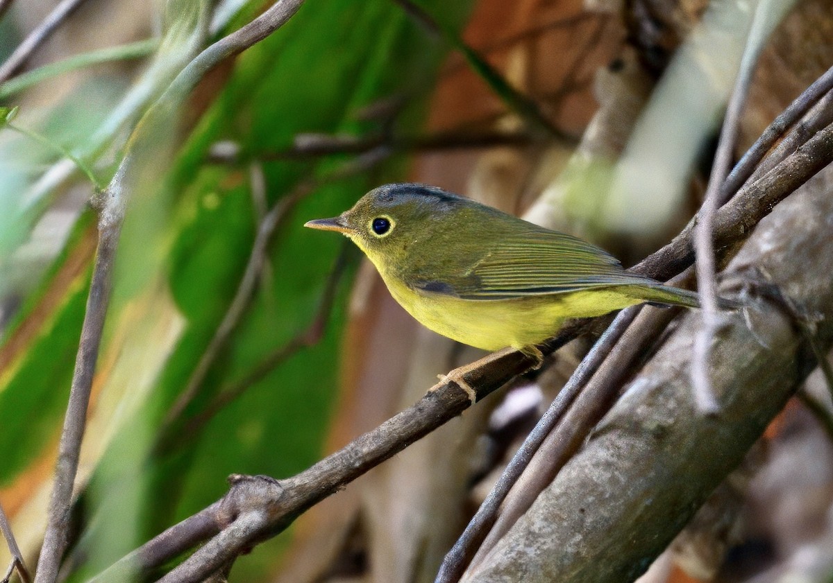 Alström's Warbler - ML646782063