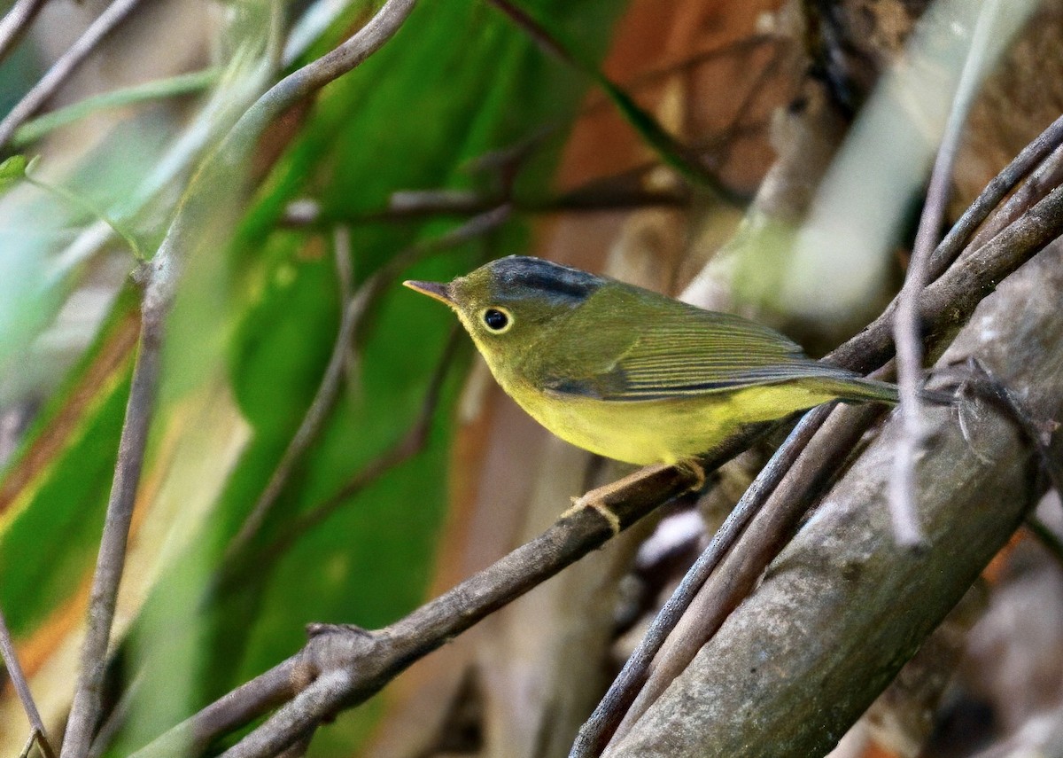 Alström's Warbler - ML646782064