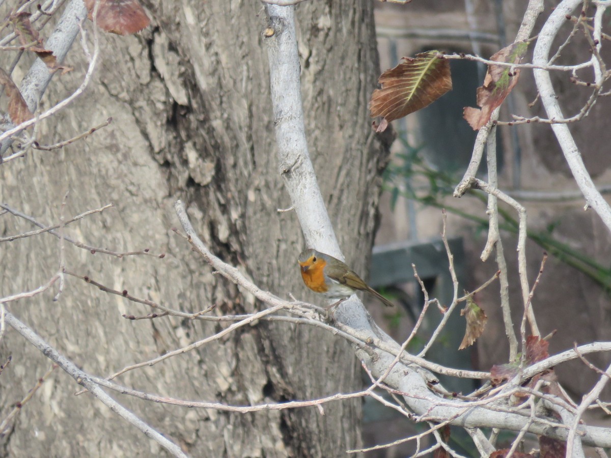 European Robin - ML646782065