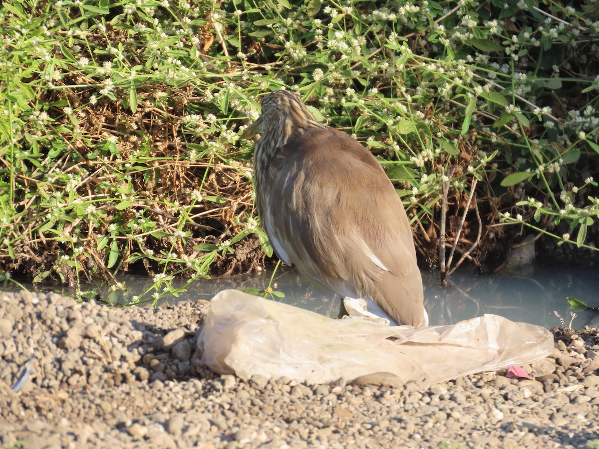 Indian Pond-Heron - ML646782066
