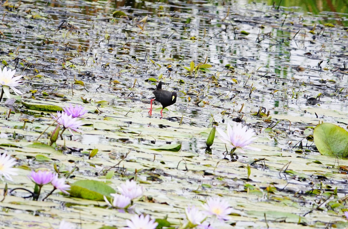 Black Crake - ML646782068