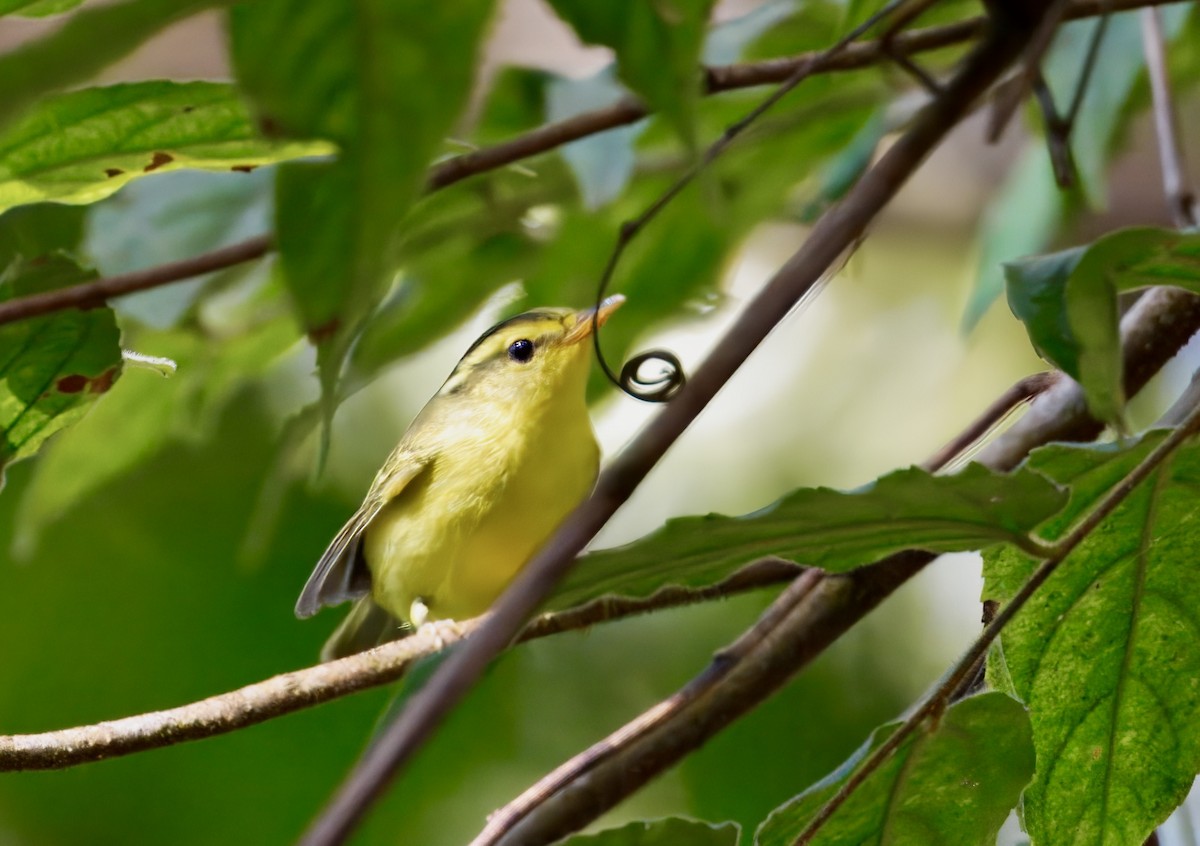 Sulphur-breasted Warbler - ML646782073