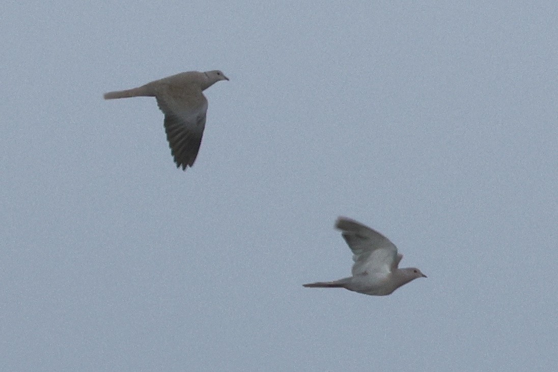 Tortora dal collare - ML646782078