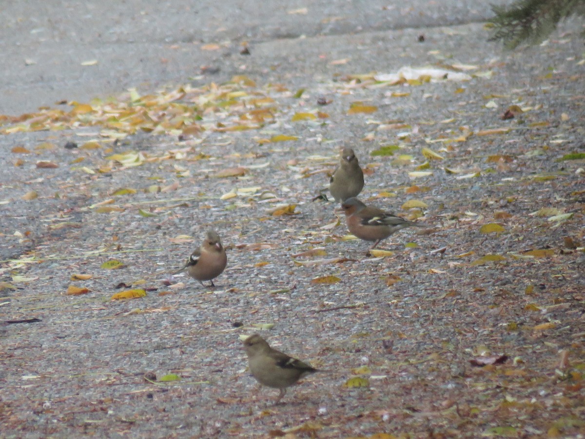 Common Chaffinch - ML646782079