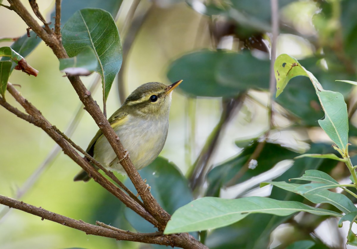 Claudia's Leaf Warbler - ML646782081