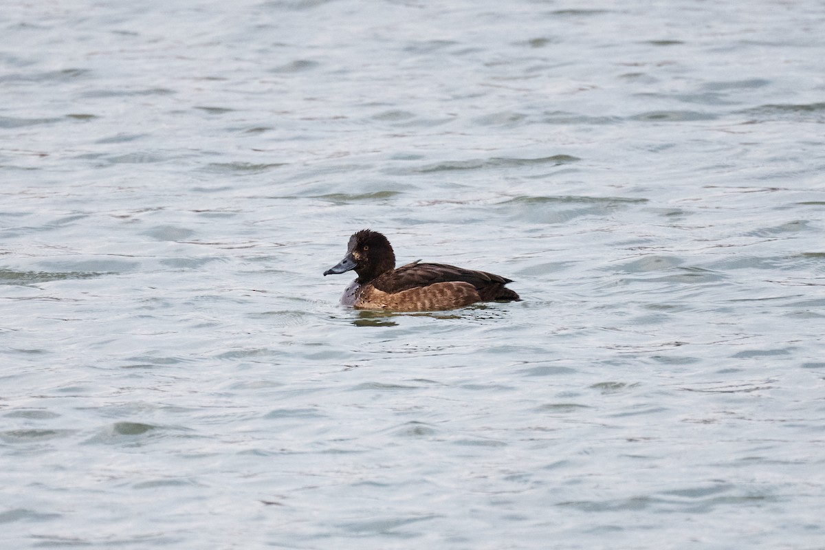 鳳頭潛鴨 - ML646782082