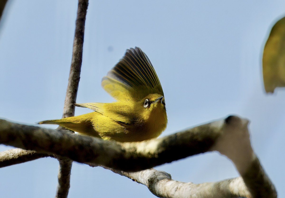 Indian White-eye - ML646782085