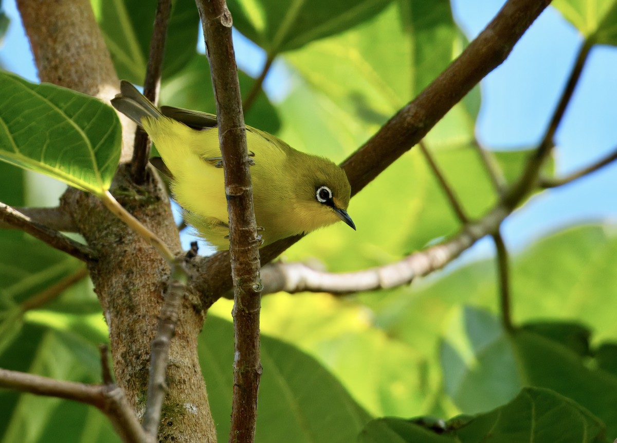 Indian White-eye - ML646782086