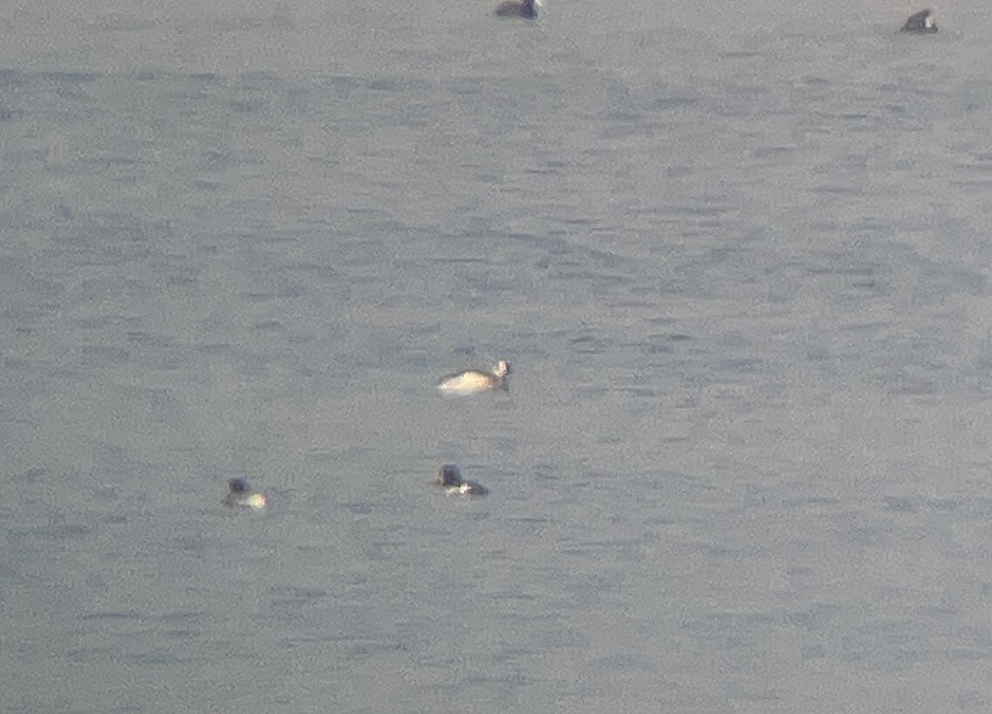 Izotz-ahatea - ML646782092