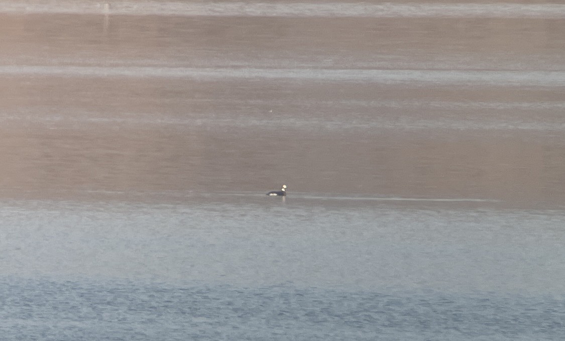 Izotz-ahatea - ML646782093