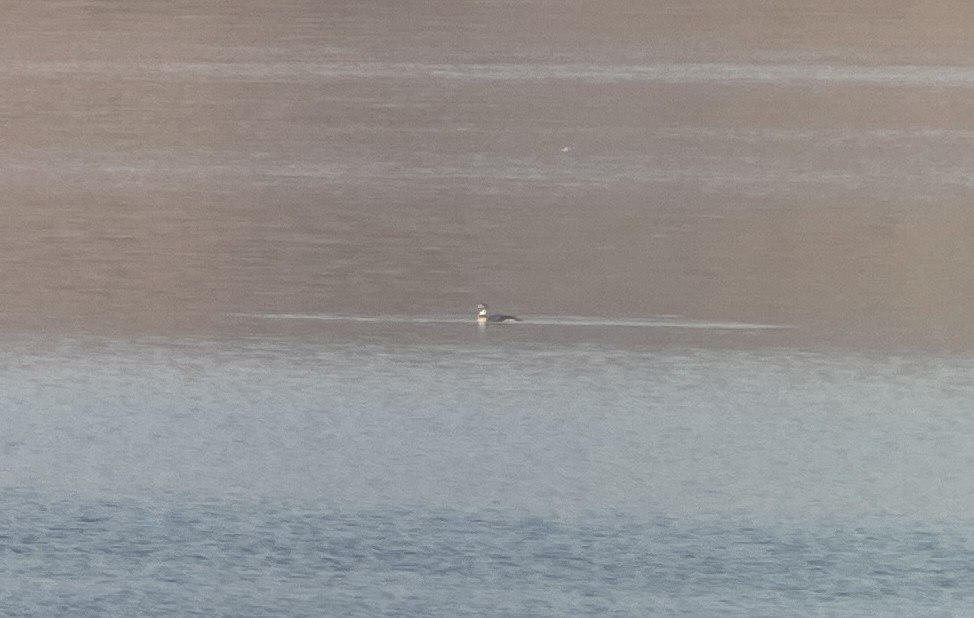 Izotz-ahatea - ML646782094