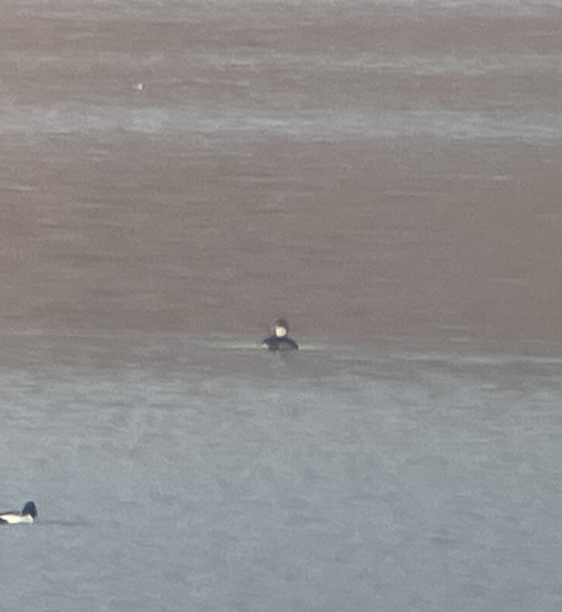 Izotz-ahatea - ML646782095