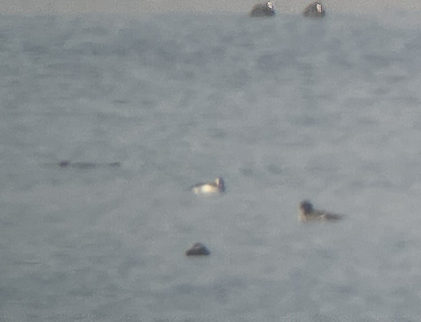 Izotz-ahatea - ML646782096