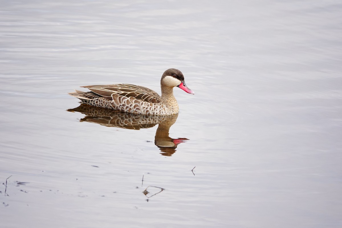 Red-billed Duck - ML646782097