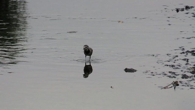White Wagtail (ocularis) - ML646782098